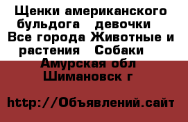 Щенки американского бульдога ( девочки) - Все города Животные и растения » Собаки   . Амурская обл.,Шимановск г.